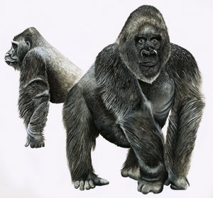 Gorilas