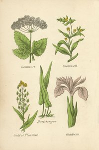 Hierba de Gota, Gromwell, Lengua de Ciervo, Oro de Placer, Gladwyn de English School
