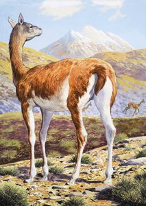 Guanacos gráciles