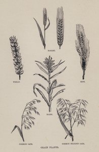 Plantas de cereales (litografía)