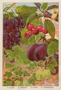 Uvas; Cerezas; Ciruelas; Grosellas espinosas (litografía en color)
