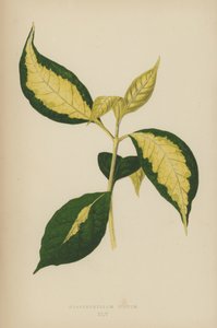 Graptophyllum Pictum de English School