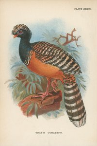 Paujil de copete gris