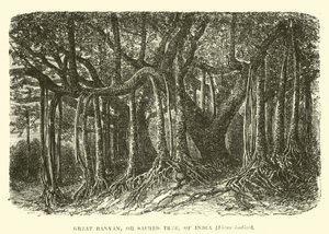 Gran Banyan, o Árbol Sagrado, de la India, Ficus indica de English School