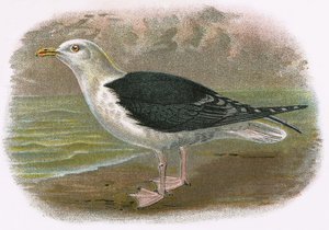 Gaviota de lomo negro de English School