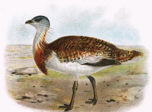 Gran avutarda