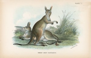 Gran canguro gris
