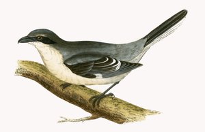 Alcaudón norteño, ilustración de 
