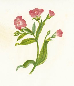 Epilobio Hirsuto, Epilobium Hirsutum de English School