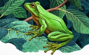 Gran rana verde