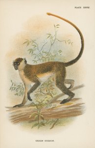 El guenon verde