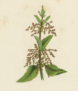 Ortiga verde, Urtica Dioica (litografía en color) de English School