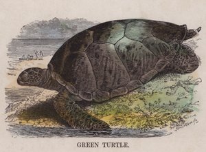 Tortuga verde