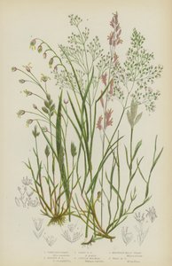 Hierba de los cabellos grises, Hierba de los cabellos plateados, Hierba de los cabellos tempranos, Molinea púrpura, Hierba mélica de montaña, Hierba mélica de bosque (litografía en color) de English School