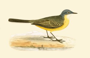Lavandera cabecigrís, ilustración de 