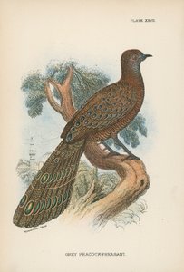 Faisán pavo real gris
