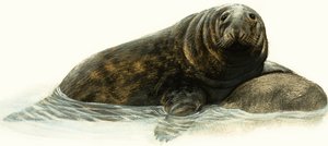 Foca gris