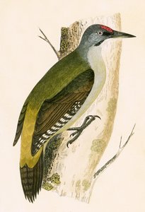 Pájaro carpintero gris, ilustración de 