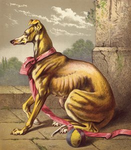 Galgo (litografía en color) de English School
