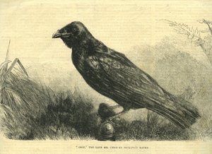 Grip, el cuervo mascota de Charles Dickens (litografía)