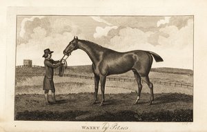 Mozo con el caballo de carreras de pura sangre Waxey por Pot80 de English School