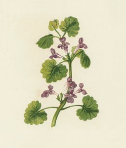 Hiedra de tierra, Glechoma Hederacea (litografía en color) de English School