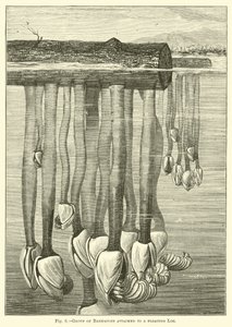 Grupo de percebes adheridos a un tronco flotante