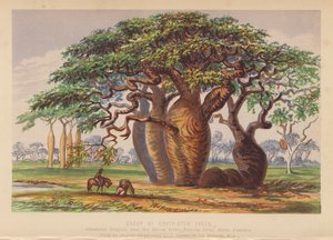 Group of Couty Stem Trees, Australia (litografía en color) de English School