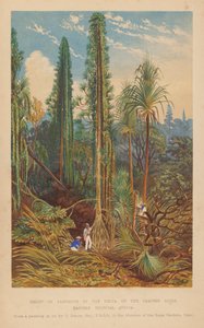Grupo de Pandanus en el delta del río Zambesi, África Tropical Oriental (litografía en color) de English School