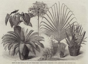 Grupo de Plantas Raras en la Última Exposición Internacional de Horticultura, South Kensington
