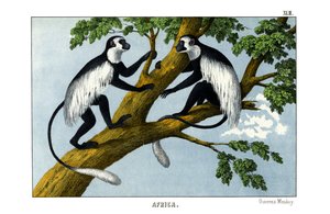 Guereza Monkey