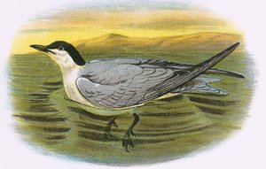 Charrán piquigualdo