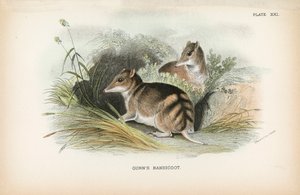 Bandicut de Gunn de English School