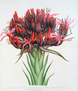 Lirio de Gymea, 1826 de English School