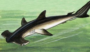 Tiburón martillo
