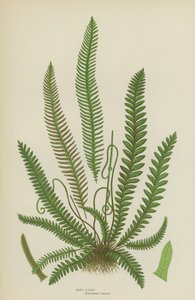 Hard Fern (litografía en color)
