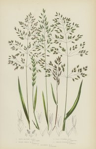 Hierba de pradera dura, hierba de pradera de trigo enano, hierba de pradera de tallo plano, hierba de pradera de tallo liso... de English School