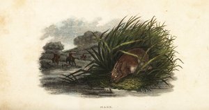 Liebre escondiéndose de los cazadores en un grupo de juncos en una isla en un estanque de English School