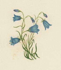 Campanilla, Campanula Rotundifolia de English School