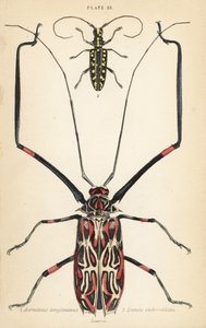 Escarabajo arlequín, Acrocinus longimanus 1, y escarabajo de cuerno largo de cara plana, Taeniotes subocellatus 2 de English School