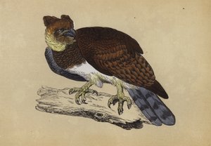 Águila Harpía de English School