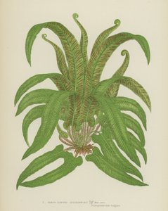 Harts-Tongue Spleenwort (litografía en color) de English School