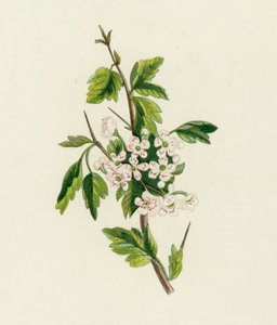 Espino, Crataegus Oxyacantha de English School