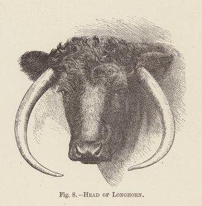 Cabeza de Longhorn (grabado) de English School