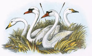 Cabezas de especies de cisnes británicos