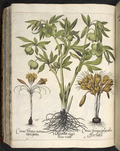 Helleborus Niger (eléboro negro) de 