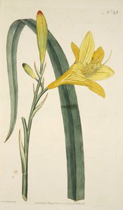 Hemerocallis Flava (Lirio Amarillo), de The Botanical Magazine or Flower Garden Displayed, pub. 1796