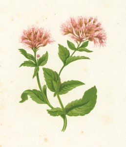 Eupatorio Cannabinum, Eupatorium Cannabinum de English School