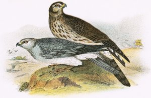Aguilucho Cenizo
