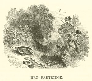 Perdiz gallinácea (grabado) de English School